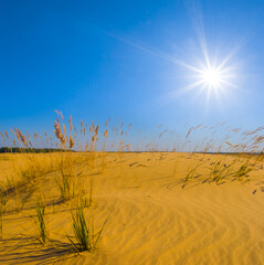 Wall Mural - sandy desert at the hot sunny day