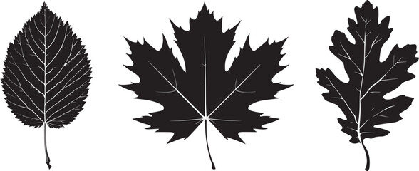 silhouette vector of autumn leaves, set of different tree leaves