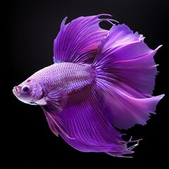 Wall Mural - purple exotic fish on isolated background