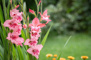 Wall Mural - pink dwarf gladiolus flower spikes in a garden. copyspace.