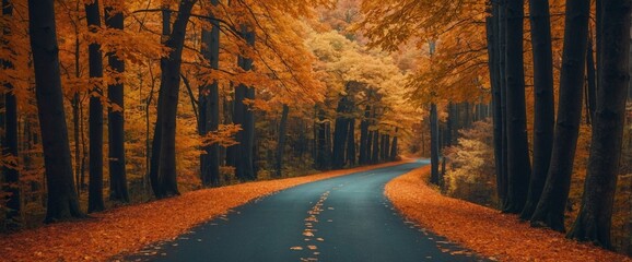 Wall Mural - Rural asphalt road in the forest surrounded by autumn trees with vibrant orange and yellow foliage. Fall season landscape photo illustration header wallpaper.