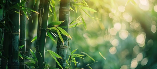 Poster - Bamboo Forest with Sunbeams