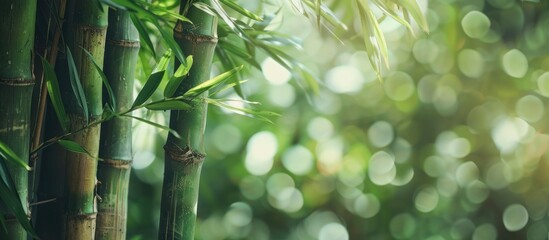 Poster - Bamboo Forest