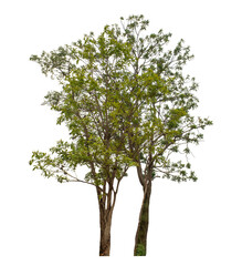 Green trees isolated on transparent background with clipping path and alpha channel..