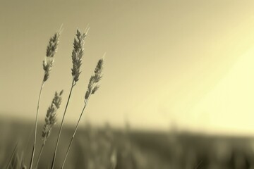 Poster - A black and white image of tall grass silhouetted against the sky