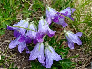 Sticker - Purple bell in close-up. A beautiful wildflower.