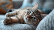 © Mohammed - A relaxed cat lying on a patterned cushion, looking up with wide, blue eyes.