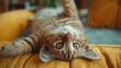 © Mohammed - A playful kitten lying upside down on a yellow cushion, looking directly at the camera with wide, curious eyes.