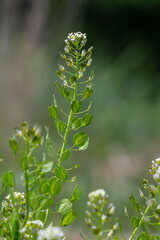 Wall Mural - In nature, Thlaspi arvense grows among wild grasses