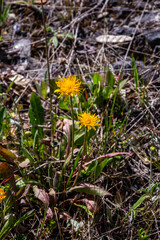 Wall Mural - Flowering Hieracium pilosella on a meadow