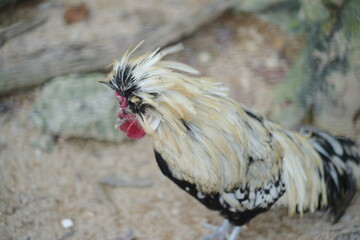 Wall Mural - The Buff-Laced Frizzle is a variation of the Frizzle chicken, a breed known for its unique feather structure.|波蘭雞 