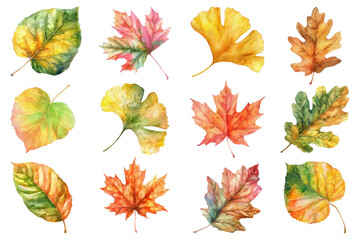 Wall Mural - PNG Autumn leaf, transparent background