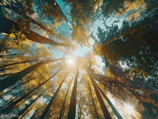 Wall Mural - A forest with trees reaching up to the sky. The sun is shining through the trees, creating a warm and inviting atmosphere