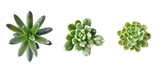 Poster - collection Set of 3 different mixed cactus and succulents, top view, types of small mini plant, top view, isolated on transparent background