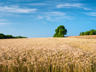 Wall Mural - Summer Landscape with Field of Barley under blue sky with clouds