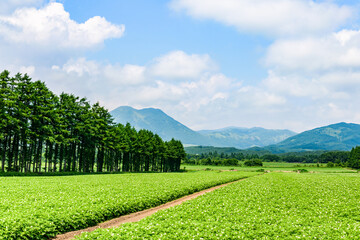 Canvas Print - 北海道 十勝の広大な農場
