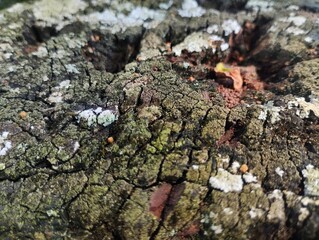 Wall Mural - Tree bark texture. Tree bark texture taken during the day