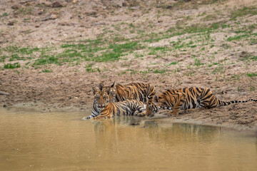 Wall Mural - three new born wild tiger or panthera tigris cubs together drinking water in natural source in dry hot summer season safari at bandhavgarh national park forest reserve madhya pradesh india