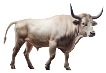 Sticker - PNG Livestock mammal cattle animal.