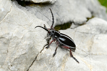 Poster - Erd-Bockkäfer, Erdbock, Sand-Erdbock  (Dorcadion arenarium) - Blidinje Naturpark, Bosnien-Herzegowina