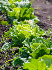 Canvas Print - Cabbage plants in the ground in the garden