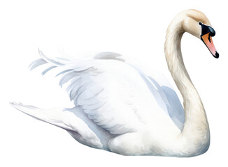 Canvas Print - PNG Swan full body animal white bird.