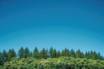 Wall Mural - a blue sky with a forest of trees in the background. the sky is clear and the trees are lush and gre