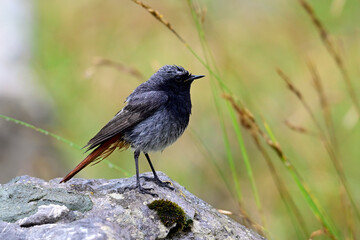 Poster - Hausrotschwanz-Männchen // Black redstart - male (Phoenicurus ochruros) 