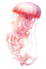 Poster - PNG Pink jellyfish drawing sketch invertebrate.