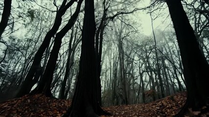 Wall Mural - Forest with trees and leaves on ground. Scene is dark and eerie