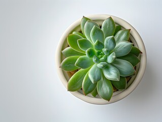 Poster - Potted Succulent on White Background Minimalist Home Decor Concept