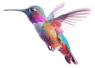 Canvas Print - PNG Colorful hummingbird in flight