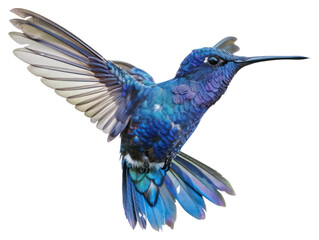 Wall Mural - PNG Vibrant blue hummingbird in flight