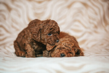 Poster - Poodle babies in kennel. Newborn puppies inside. Dwarf poodle	
