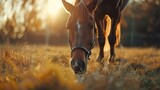 a horse without a saddle eating grass closeup shot