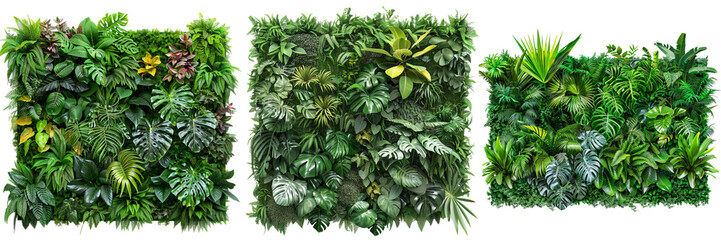 Wall Mural - Set of beautiful green garden wall with a variety of tropical plants, carefully cut out isolated on transparent background  (4)