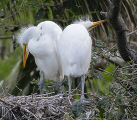 White Heron chicks