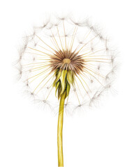 Sticker - PNG Dandelion flower plant white.