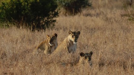 Wall Mural - the lionesses watching prey walk