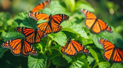 Sticker - Vibrant monarch butterflies resting on green leaves in a sunny garden setting