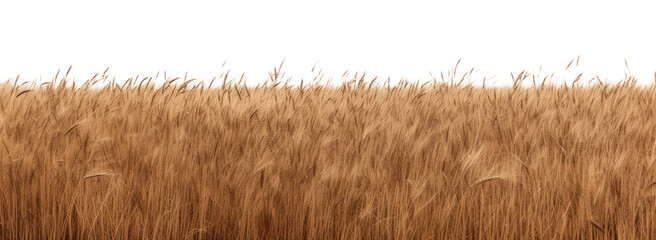 Canvas Print - PNG  Golden wheat field under sky