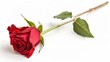 © Yin - one single red rose flower on white background