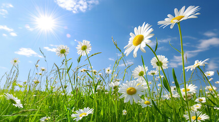 Wall Mural - Daisies blooming in a green field under a sunny blue sky.