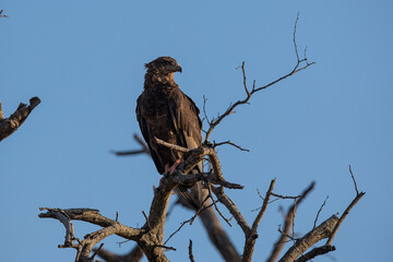 eagle in a tree in africa