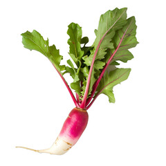 Sticker - [Transparent Background PNG]Fresh Pink Radish with Green Leaves