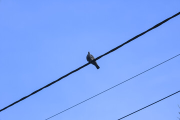 Dove on cable and blue sunset sky behind