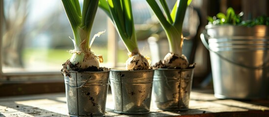 Poster - three regrown leeks in a bucket with garden soil displayed on a wooden background with out of focus 