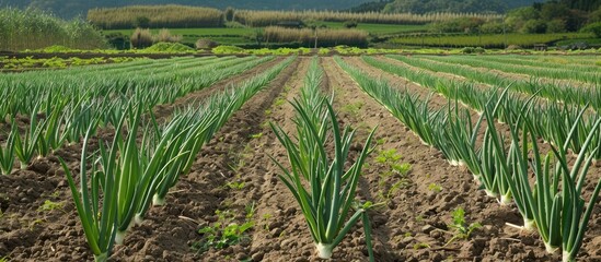 Poster - a picturesque green onion farm with ample empty space for text or graphics on the picture