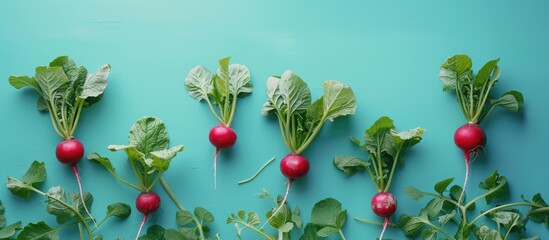 Poster - Radishes with their leaves intact set against a blue backdrop providing ample copy space image