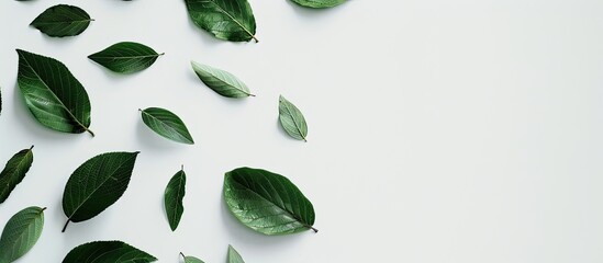 Poster - Minimalist copy space image featuring leaves on a white backdrop